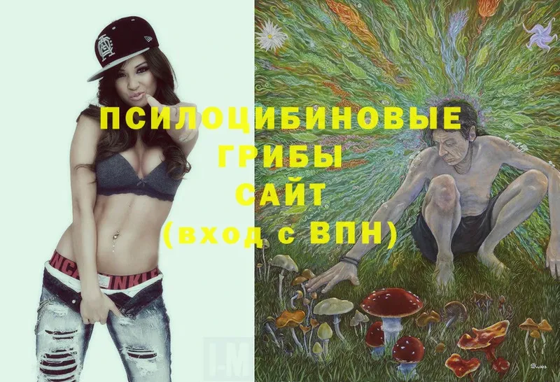 купить наркотик  Апатиты  Галлюциногенные грибы Cubensis 